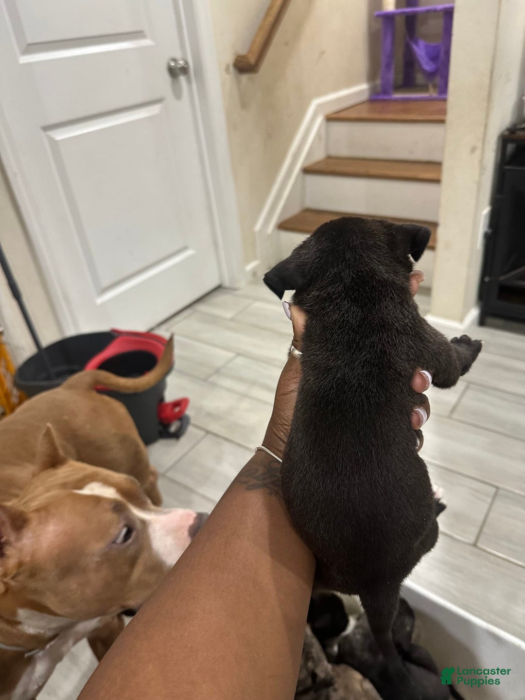 American Bully dogs for sale: American Bully 8 puppies - Image 6