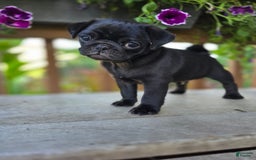 Pug dogs for sale: Pokey - Image 3