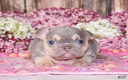 French Bulldog dogs for sale: Milton - Image 1