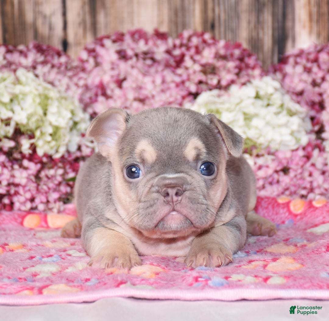 French Bulldog dogs for sale: Milton - Image 1
