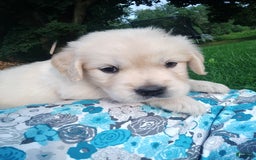 Golden Retriever dogs for sale: Peter - Image 13