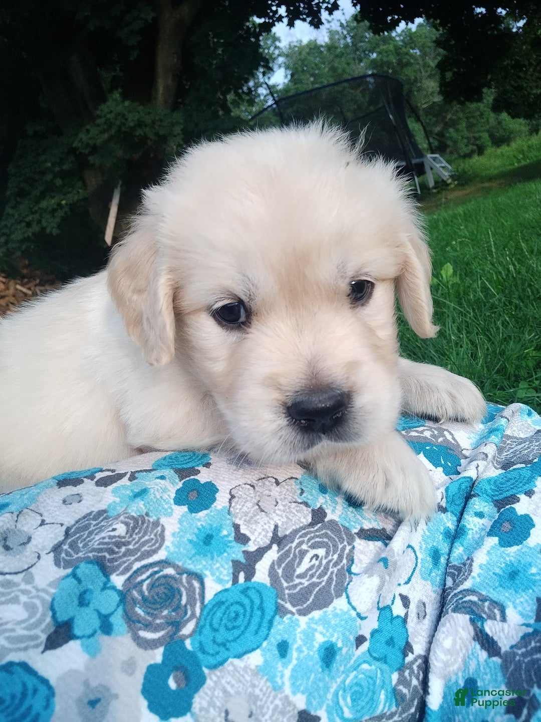 Golden Retriever dogs for sale: Peter - Image 13