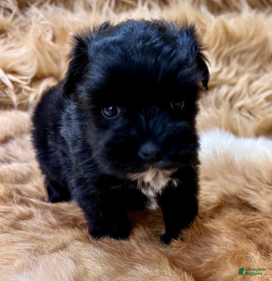 Miniature Schnauzer dogs for sale: Hawkeye - Image 1
