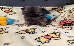 Pomeranian dogs for sale: Frankie - Image 2