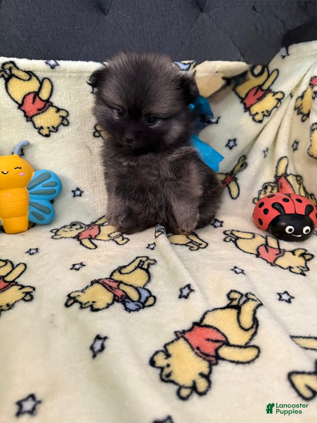 Pomeranian dogs for sale: Frankie - Image 2
