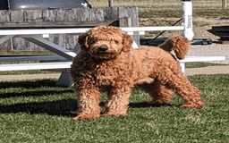 Goldendoodle dogs for sale: Daisy - Image 10
