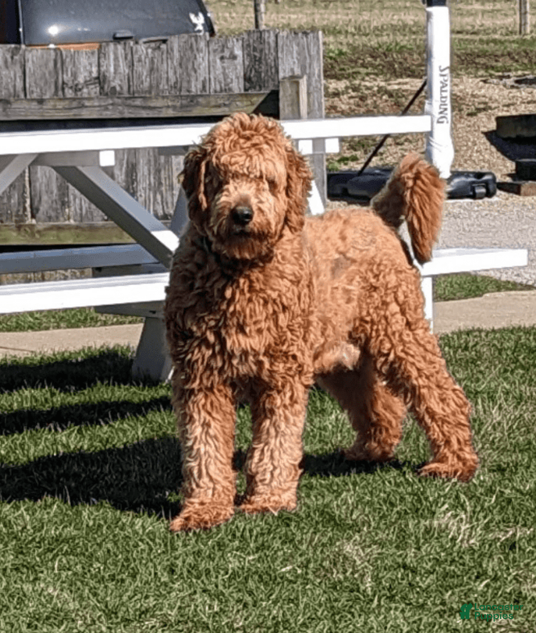 Goldendoodle dogs for sale: Daisy - Image 10