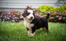 Bernedoodle dogs for sale: Bessie - Image 17