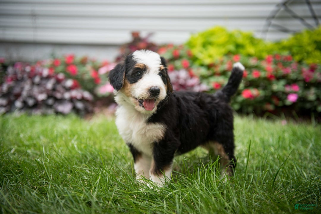 Bernedoodle dogs for sale: Bessie - Image 17