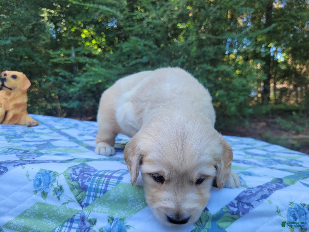 Golden Retriever dogs for sale: Brim - Image 2