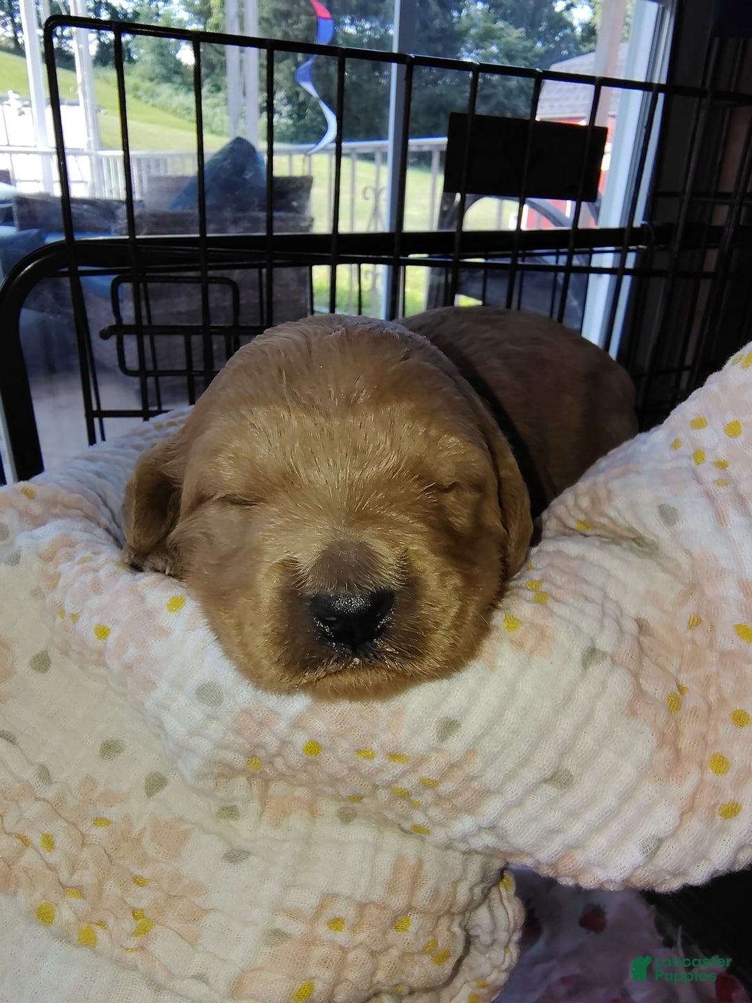 Mini Goldendoodle dogs for sale: Amy - Image 4