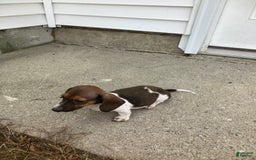 Miniature Dachshund dogs for sale: Roselyn - Image 7