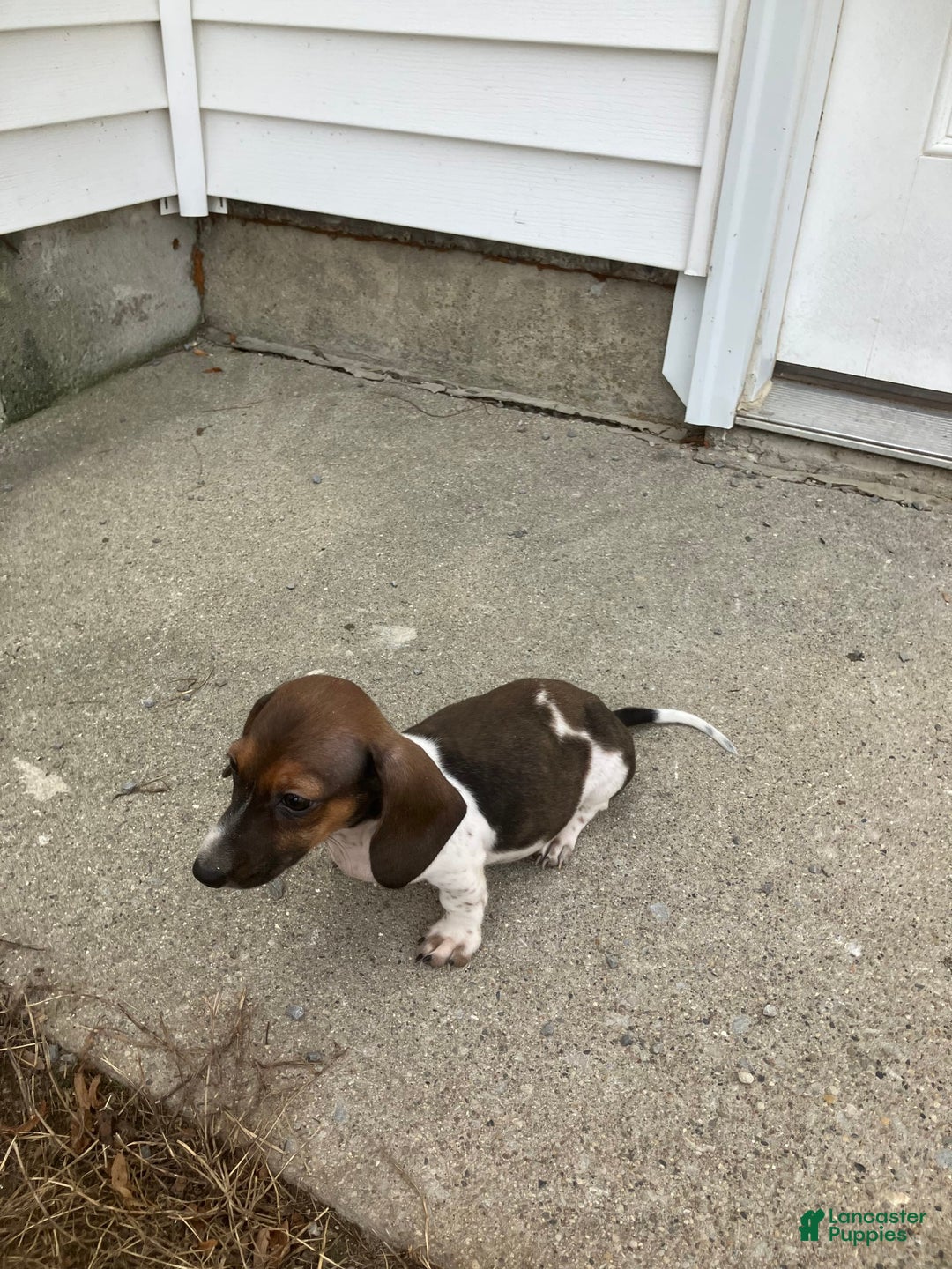 Miniature Dachshund dogs for sale: Roselyn - Image 7