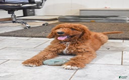 Goldendoodle dogs for sale: Oakley - Image 7