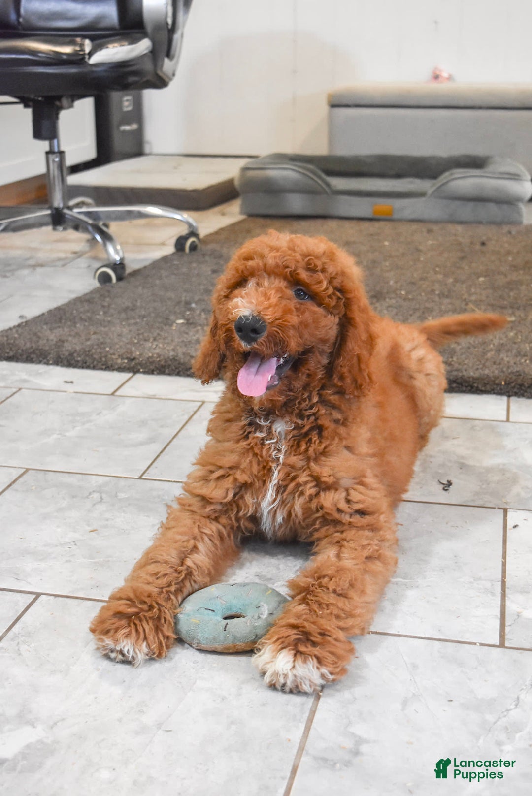 Goldendoodle dogs for sale: Oakley - Image 7
