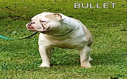 Olde English Bulldogge dogs for sale: Boss - Image 7