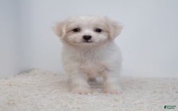 Maltipoo dogs for sale: Timothy - Image 9