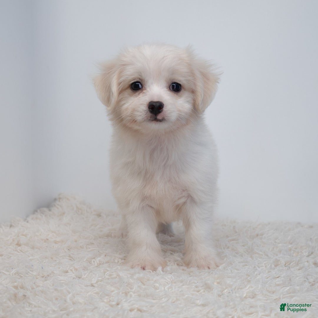 Maltipoo dogs for sale: Timothy - Image 9