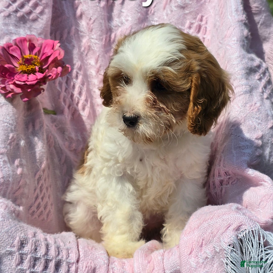 Cavapoo dogs for sale: Tracey - Image 1