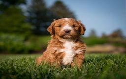 Goldendoodle dogs for sale: Janelle - Image 6