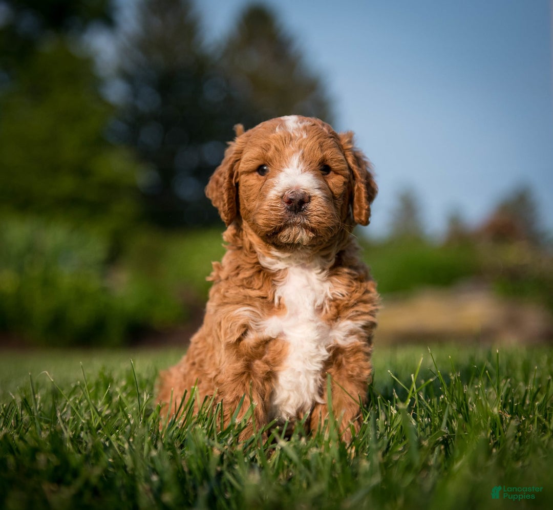 Goldendoodle dogs for sale: Janelle - Image 6
