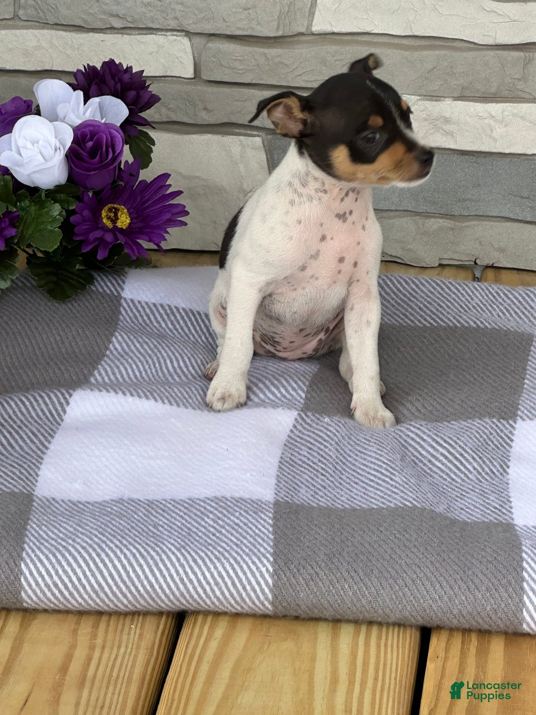 Rat Terrier dogs for sale: Kayla - Image 1