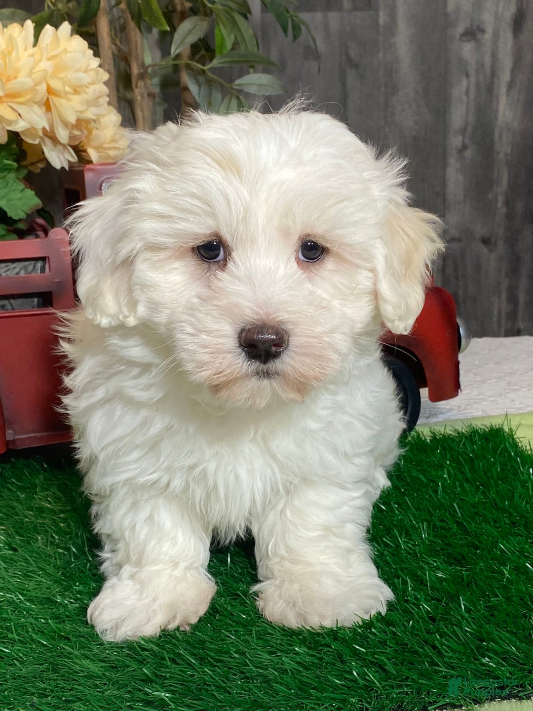 Coton De Tulear dogs for sale: Archer - Image 1