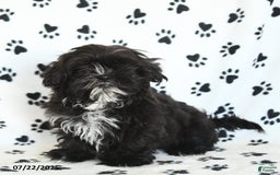 Shih Tzu dogs for sale: Fido - Image 3