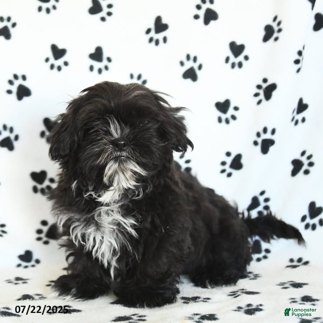 Shih Tzu dogs for sale: Fido - Image 3