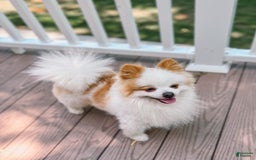 Pomeranian dogs for stud: Classic Romeo Kruz - Image 5