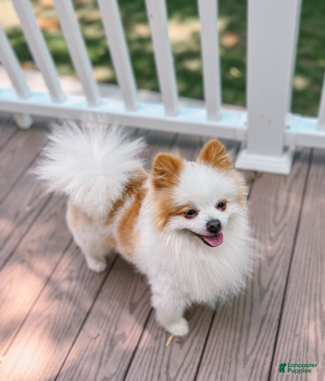 Pomeranian dogs for stud: Classic Romeo Kruz - Image 5