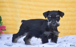 Miniature Schnauzer dogs for sale: Veronica - Image 1