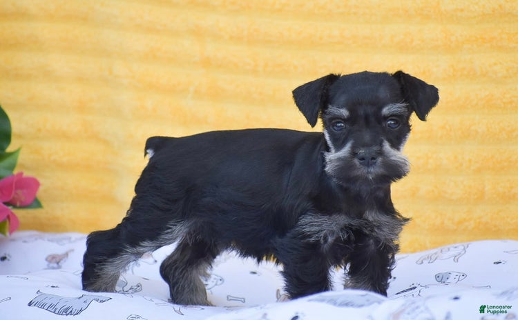 Miniature Schnauzer dogs for sale - Ad 1