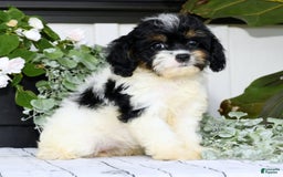 Cavapoo dogs for sale: Brittany - Image 4