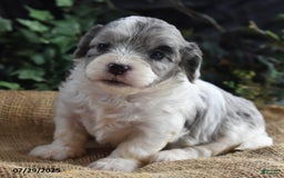 Cavapoo dogs for sale: Ava - Image 4