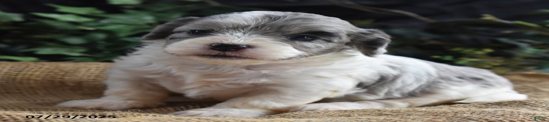 Ava