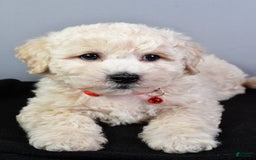 Bichpoo dogs for sale: Splash - Image 5