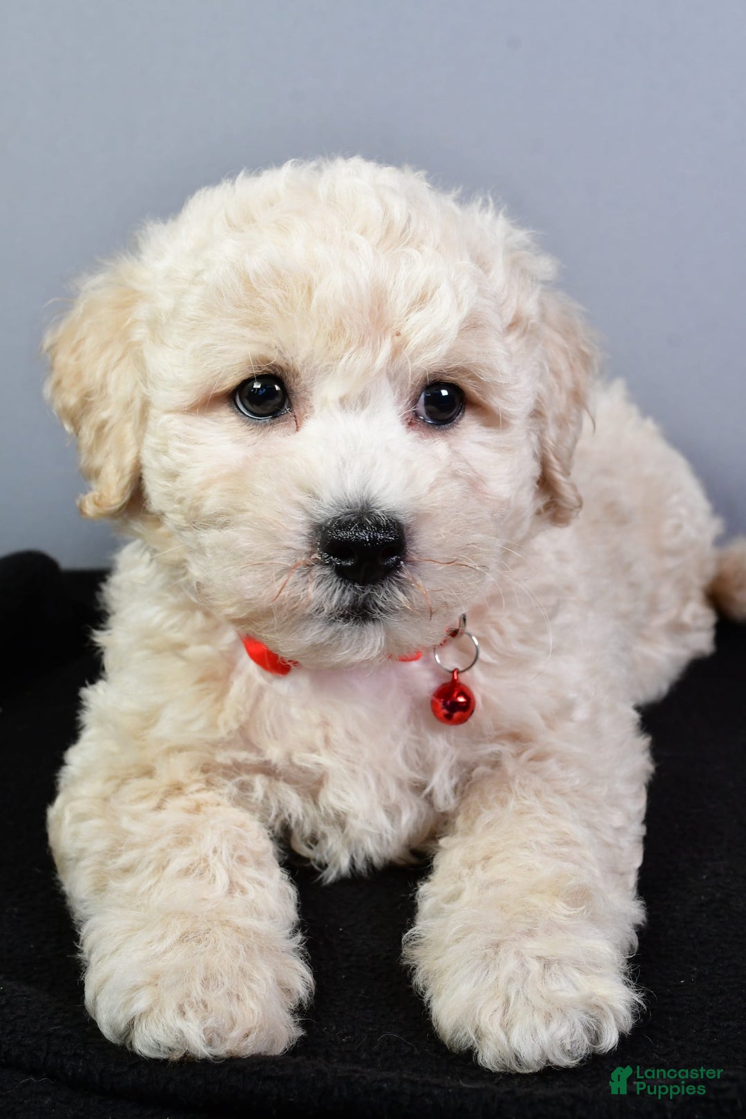 Bichpoo dogs for sale: Splash - Image 5