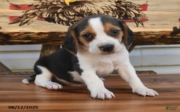 Beagle dogs for sale: Bobby - Image 2
