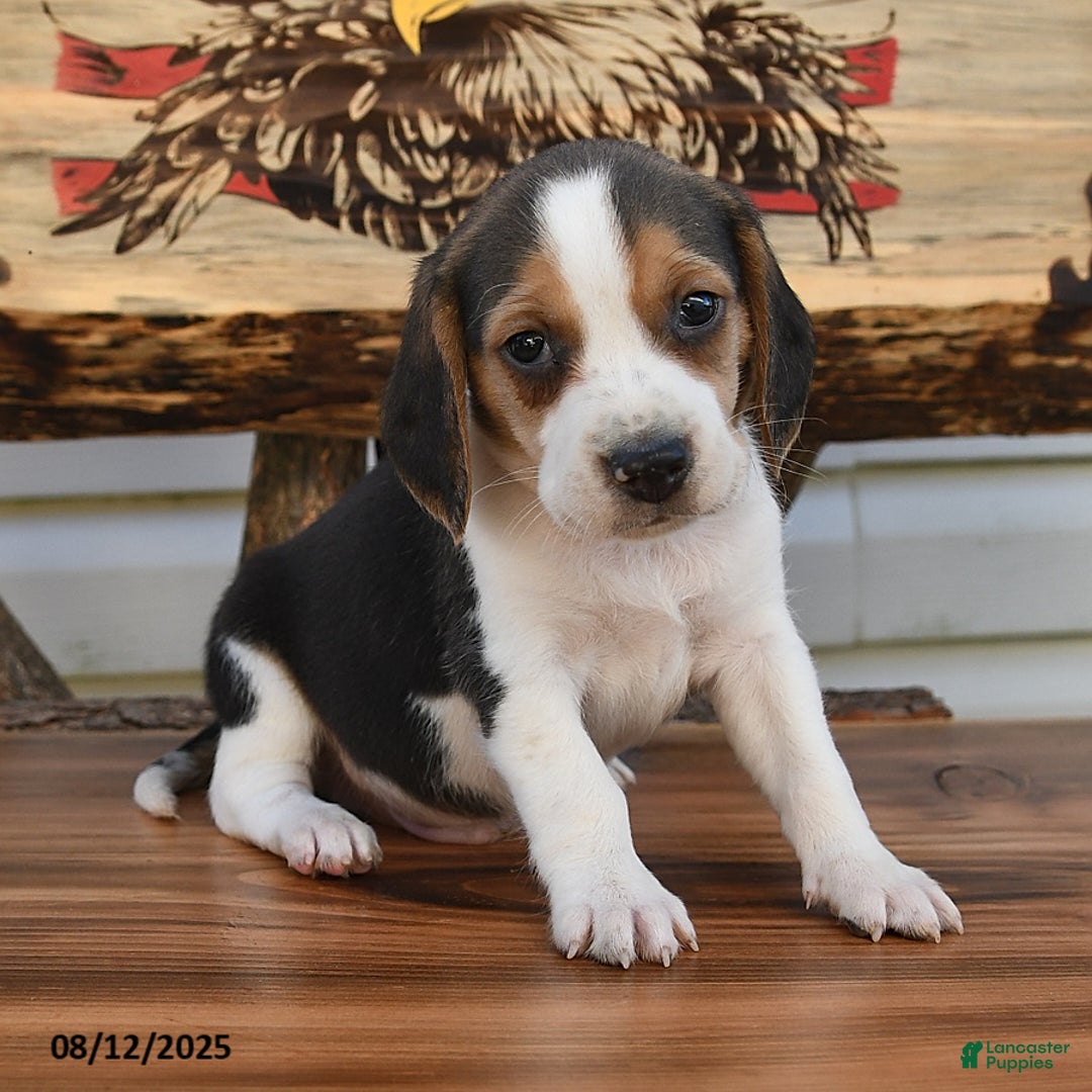 Beagle dogs for sale: Bobby - Image 2