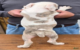 Staffordshire Bull Terrier dogs for sale: Hawks Flash - Image 3