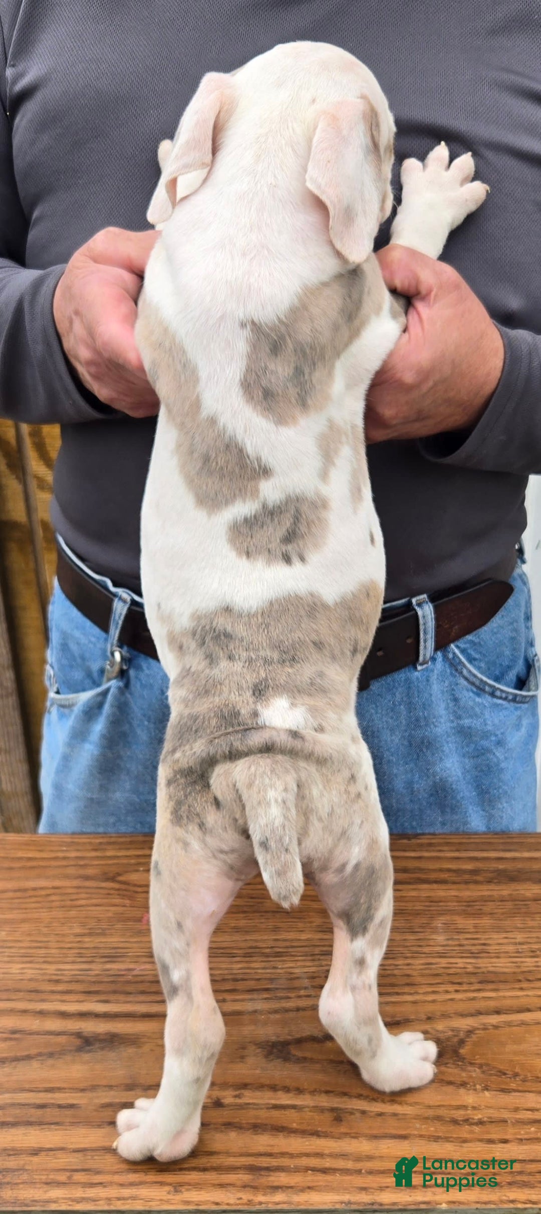 Staffordshire Bull Terrier dogs for sale: Hawks Flash - Image 3