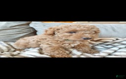 Miniature Poodle dogs for sale: Green - Image 4