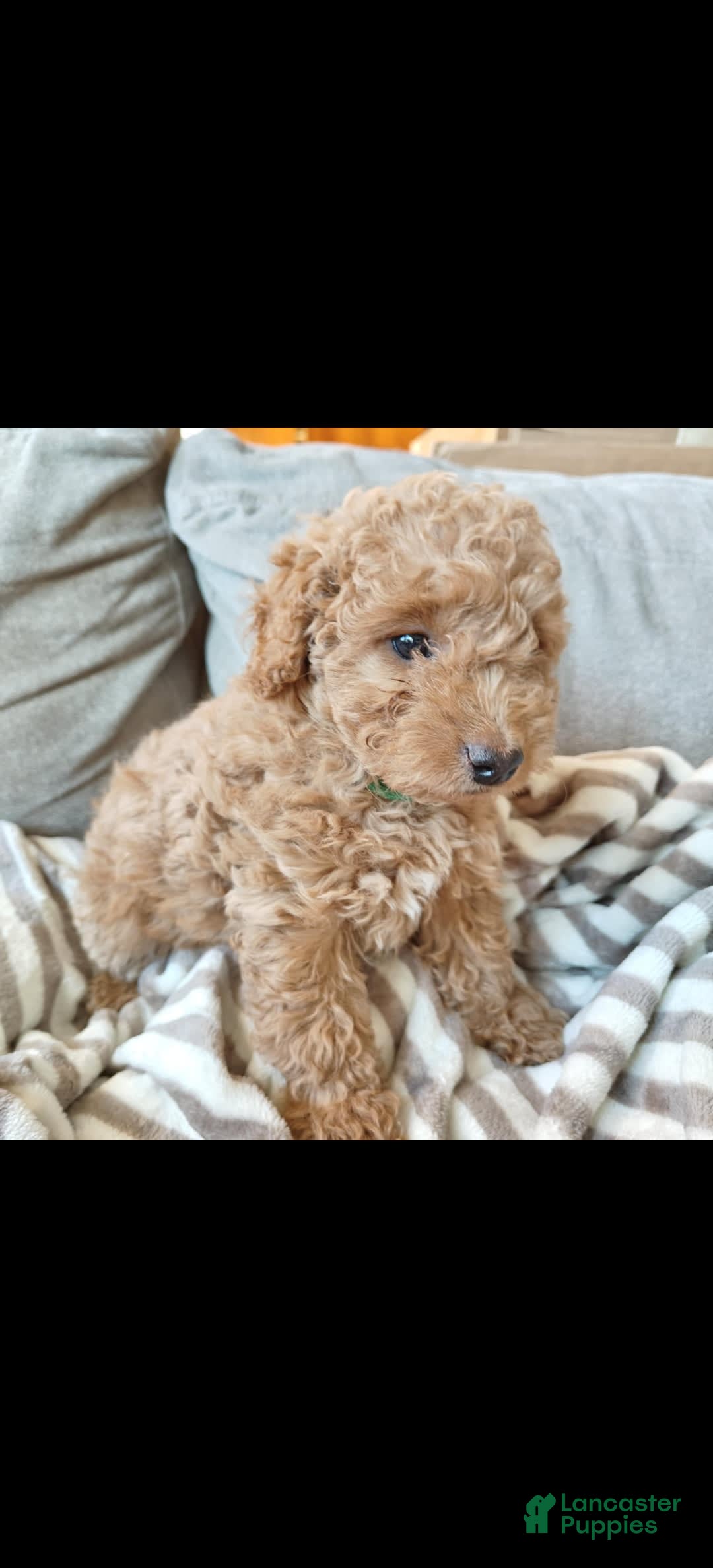 Miniature Poodle dogs for sale: Green - Image 4