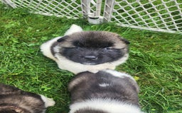 Akita dogs for sale: Akita 5 puppies - Image 5