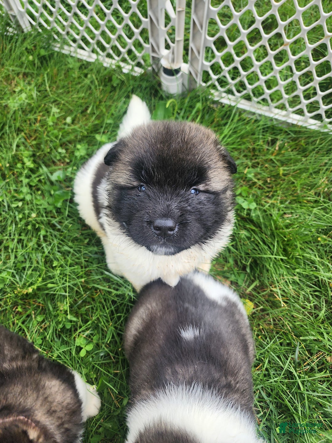 Akita dogs for sale: Akita 5 puppies - Image 5