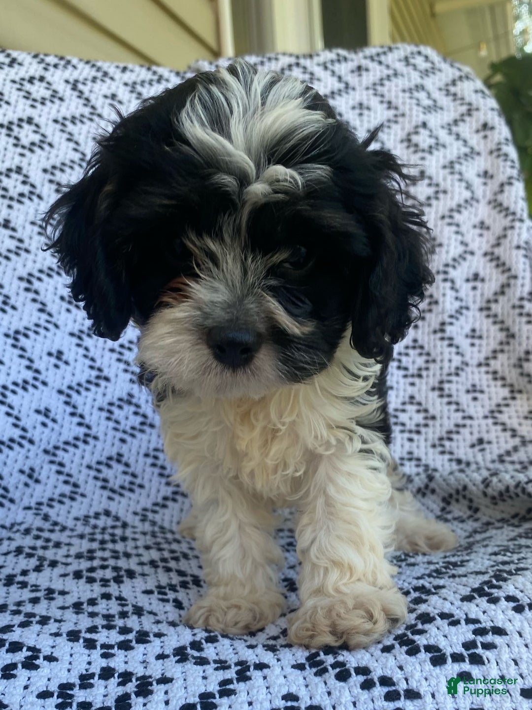 Cockapoo dogs for sale: Charlie - Image 4