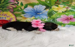 English Springer Spaniel dogs for sale: Eggs - Image 2