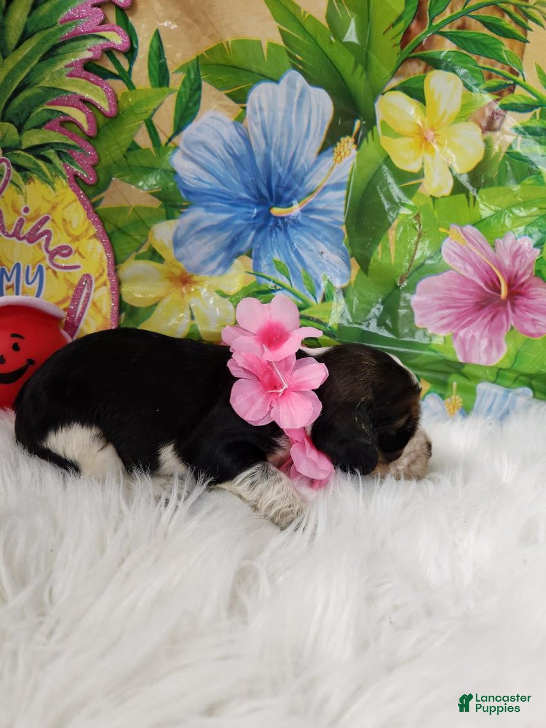 English Springer Spaniel dogs for sale: Eggs - Image 2