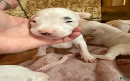 Dogo Argentino dogs for sale: M4 - Image 5